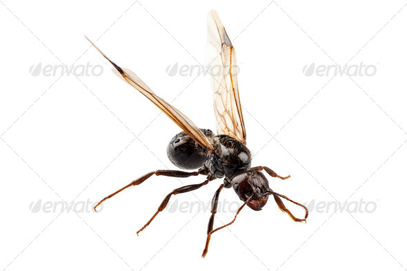 Lasius niger winged - Stock Photo - Images