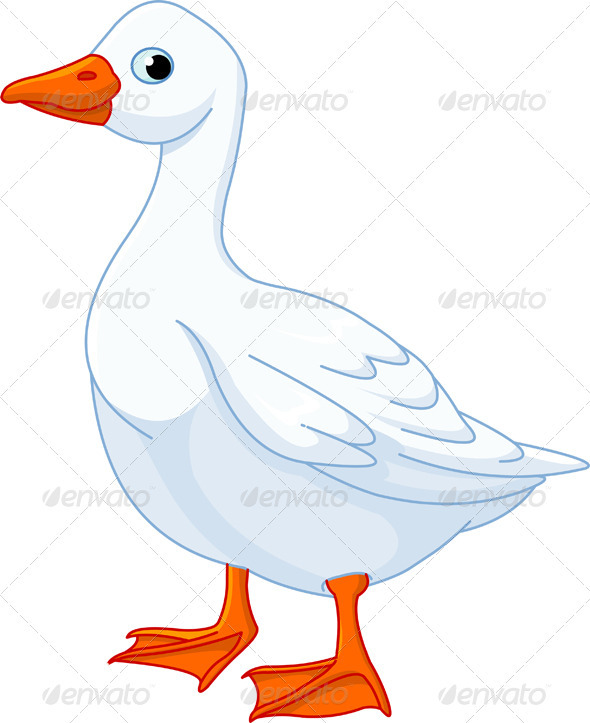 White domestic goose White domestic goose