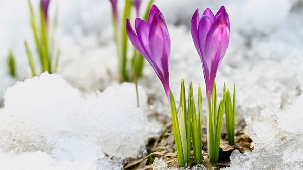 Spring Crocuses Spring Crocuses