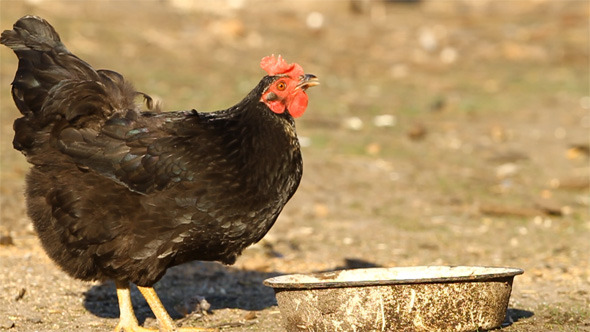 Black Chicken Black Chicken