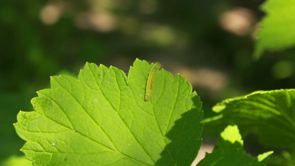 Worm on Leaves 2 Worm on Leaves 2