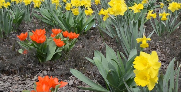 Tulips 4 Tulips 4