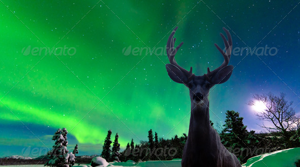 Mule deer and Aurora borealis over taiga forest