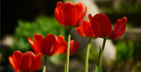Wind Shakes Tulips 3 Wind Shakes Tulips 3