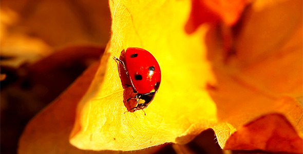 Ladybird Ladybird