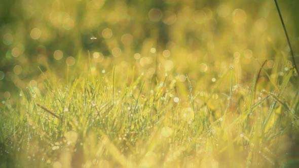 Morning Dew Drops On Green Grass Morning Dew Drops On Green Grass