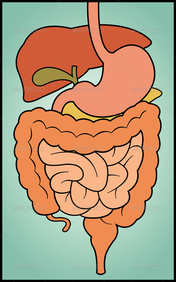 Нарисовать желудочно кишечный тракт