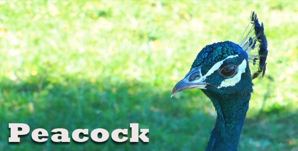Peacock Peacock