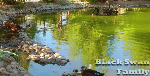Black Swan Family Black Swan Family