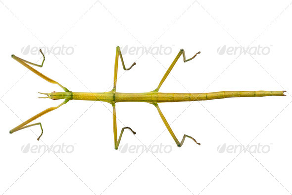 Leptynia hispanica - Stock Photo - Images