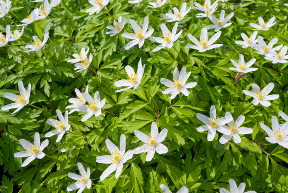 Wood Anemone - Stock Photo - Images