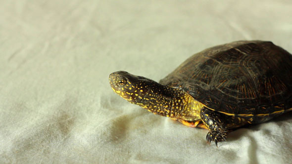Turtle 3 Turtle 3