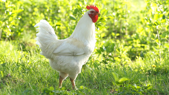 White Rooster White Rooster