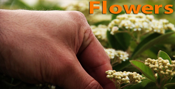Flowers 2 Flowers 2