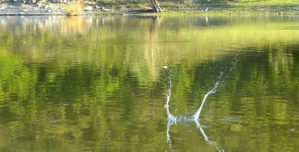 Frogs With a Stone in the Water Frogs With a Stone in the Water