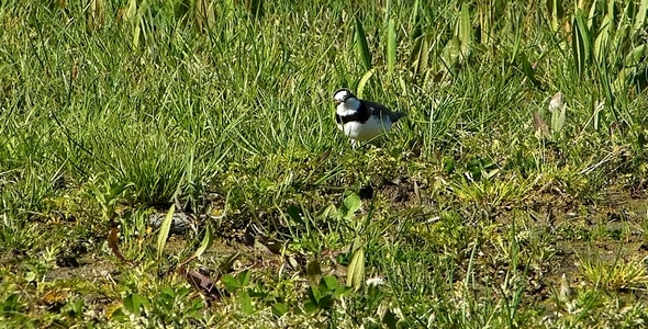 Little Ringed Plover Charadrius Dubius 3 Little Ringed Plover Charadrius Dubius 3