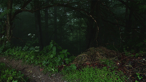 Into the Dark and Deep Forest Into the Dark and Deep Forest