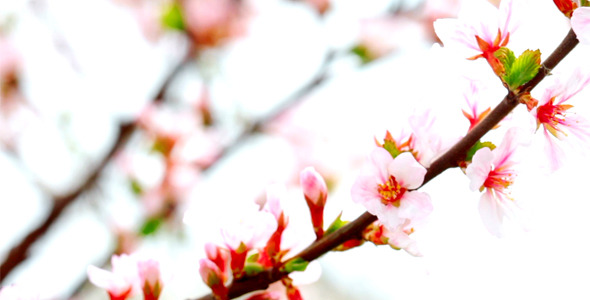 Cherry Flowers 1 Cherry Flowers 1