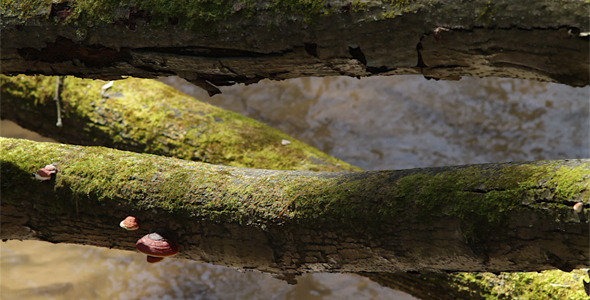 Spring Forest 01 Spring Forest 01