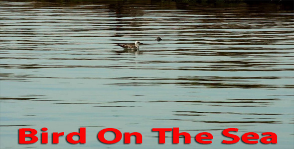 Bird On The Sea Bird On The Sea