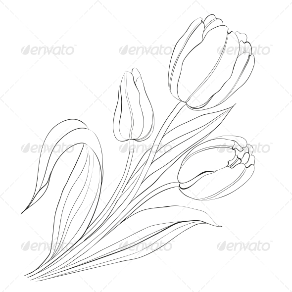 Hand Drawn Tulips Hand Drawn Tulips