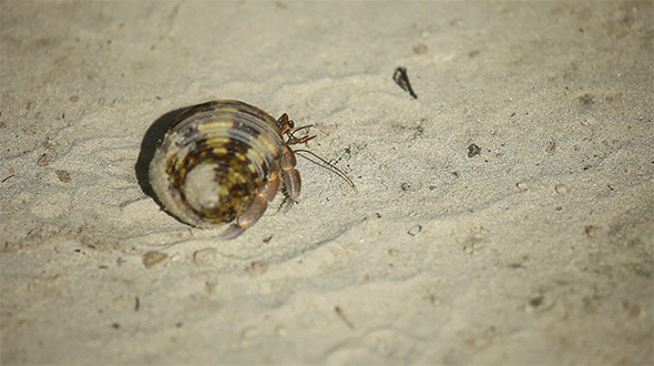Hermit Crab Hermit Crab