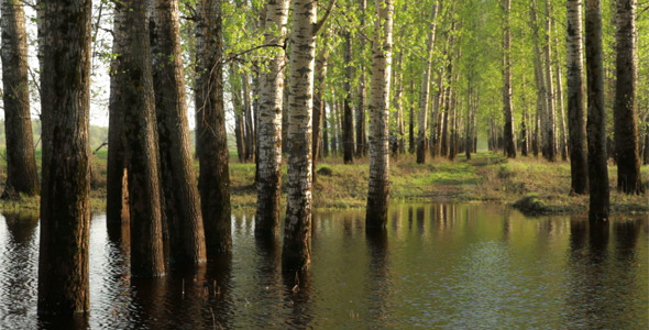 Spring Forest in Water Spring Forest in Water