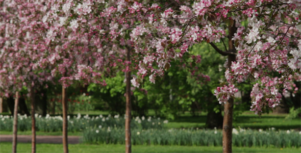 Spring Orchard Spring Orchard