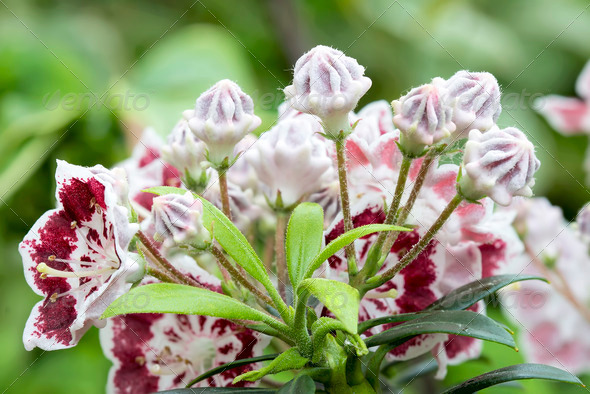 Mountain Laurel Flowers Minuet Closeup