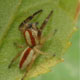 Spider87