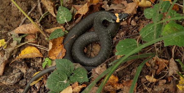 Snake on Grass Snake on Grass