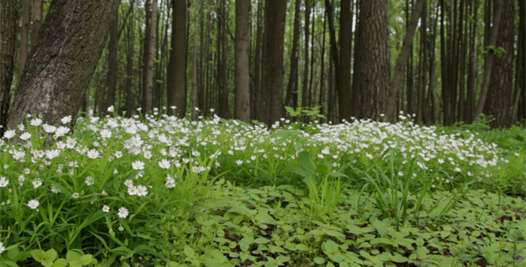 Spring Forest Spring Forest