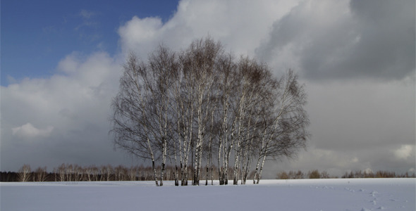 Winter Forest 01 Winter Forest 01