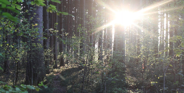 Sun in the Forest Sun in the Forest