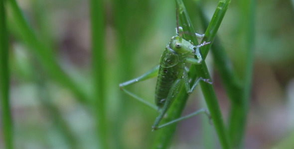 Grasshopper Feeding Grasshopper Feeding