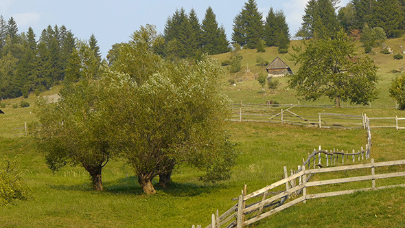 Trees in Wind Mountain Side Trees in Wind Mountain Side