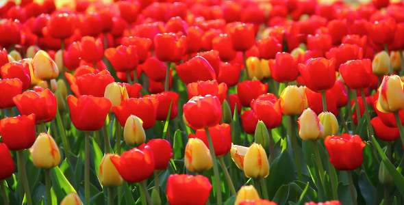 Tulips Tulips