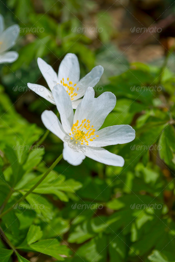Wood Anemone - Stock Photo - Images