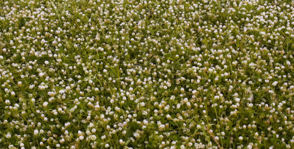 Windy Grass Windy Grass