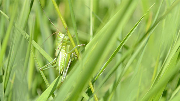 Green Grasshopper on Blade of Grass Green Grasshopper on Blade of Grass