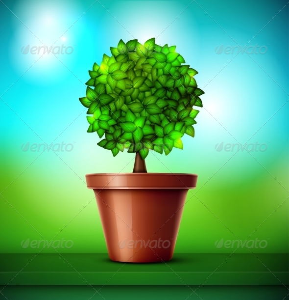 Tree in Pot Tree in Pot