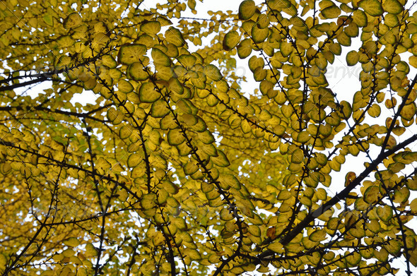 Autumn background of the ginkgo branches
