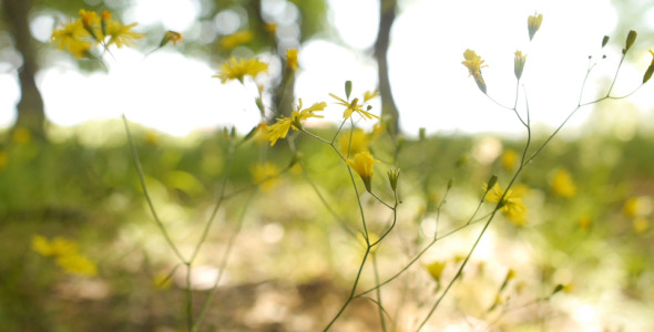 Floret Floret