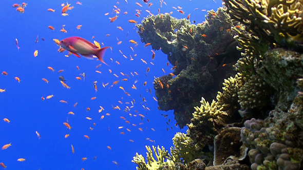 Colorful Fish on Vibrant Coral Reef 11 Colorful Fish on Vibrant Coral Reef 11