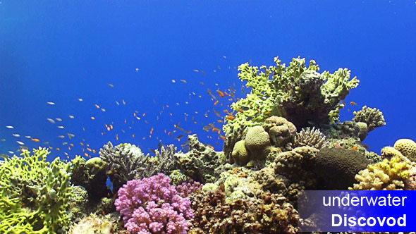 Colorful Fish on Vibrant Coral Reef 14 Colorful Fish on Vibrant Coral Reef 14