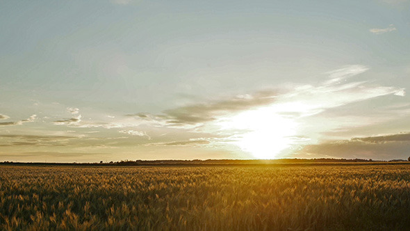 Wheat Field at Dawn Time Lapse Wheat Field at Dawn Time Lapse