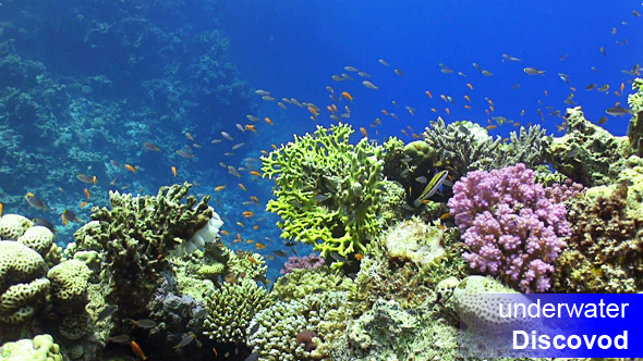 Colorful Fish on Vibrant Coral Reef 17 Colorful Fish on Vibrant Coral Reef 17