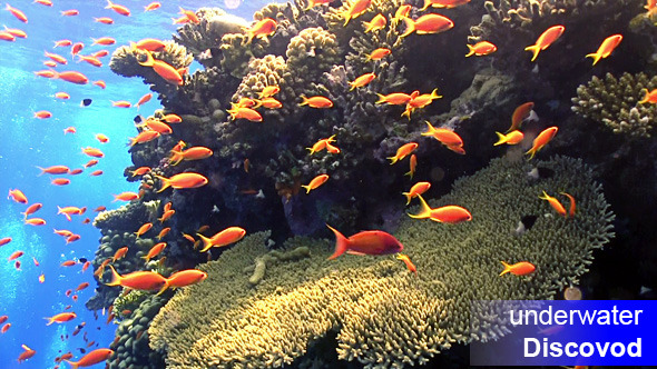 Shoal of Red Fish on Coral Reef 1 Shoal of Red Fish on Coral Reef 1