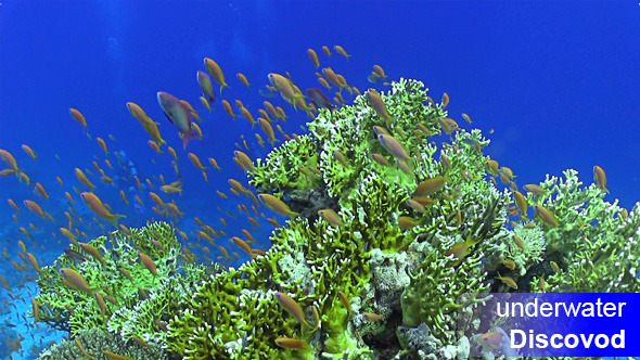 Shoal of Red Fish on Coral Reef 2 Shoal of Red Fish on Coral Reef 2