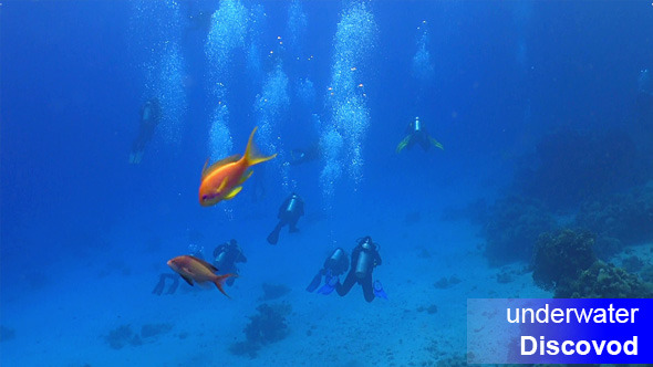Group of Divers Swims Over Coral Reefs 1 Group of Divers Swims Over Coral Reefs 1